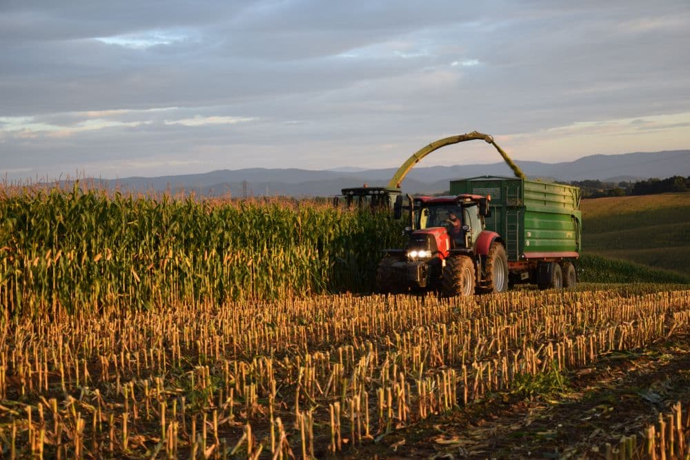 Zbir kukurydzy w padzierniku 2023 roku